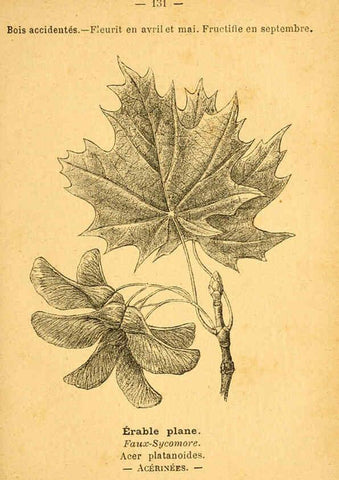 Reproducción/Reproduction 6022043837: Atlas de poche des plantes des champs, des prairies et des bois Paris :P. Klincksieck,[1894] 