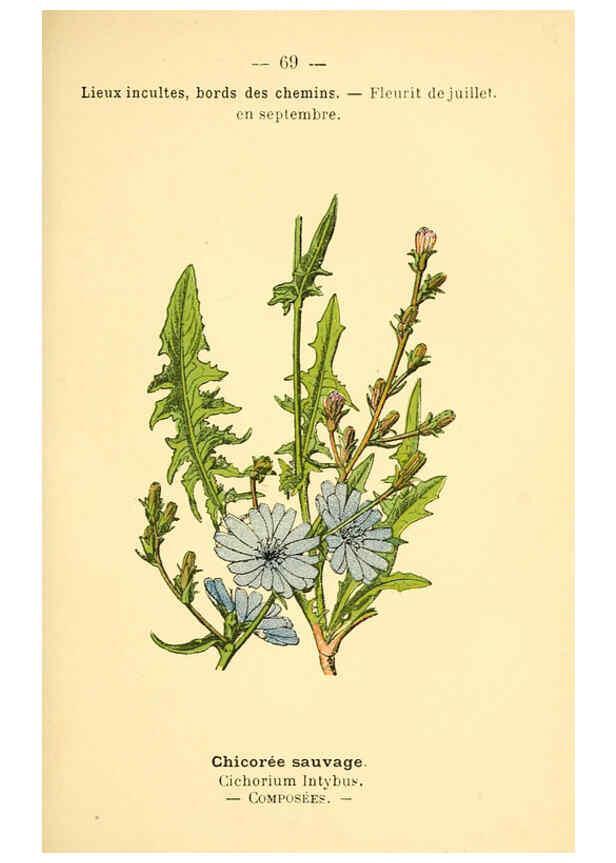 Reproducción/Reproduction 6022566460: Atlas de poche des plantes des champs, des prairies et des bois Paris :P. Klincksieck,[1894] 