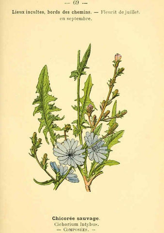 Reproducción/Reproduction 6022566460: Atlas de poche des plantes des champs, des prairies et des bois Paris :P. Klincksieck,[1894] 