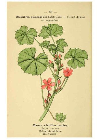Reproducción/Reproduction 6022009461: Atlas de poche des plantes des champs, des prairies et des bois Paris :P. Klincksieck,[1894] 