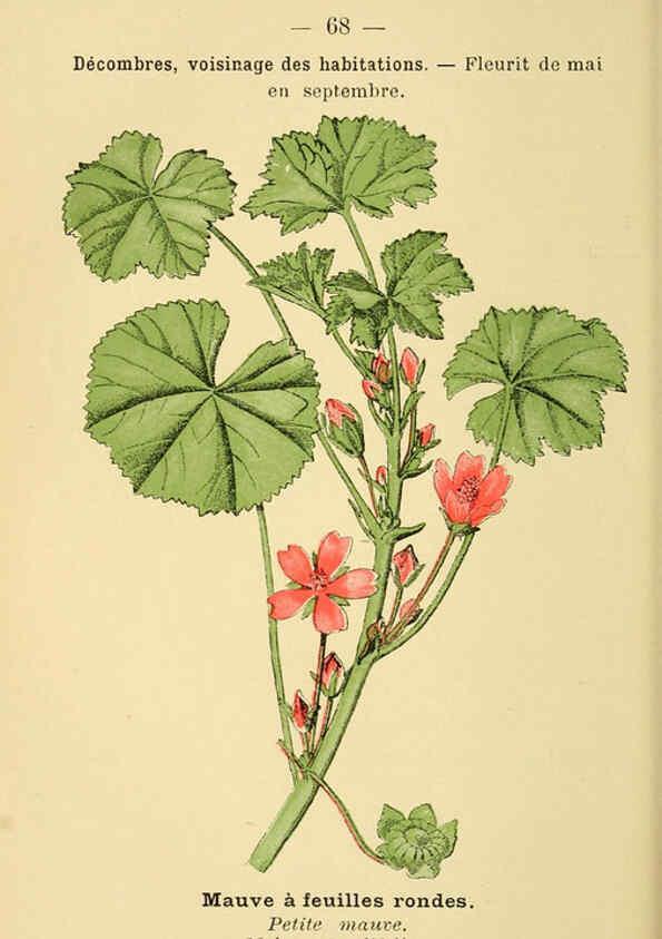 Reproducción/Reproduction 6022009461: Atlas de poche des plantes des champs, des prairies et des bois Paris :P. Klincksieck,[1894] 