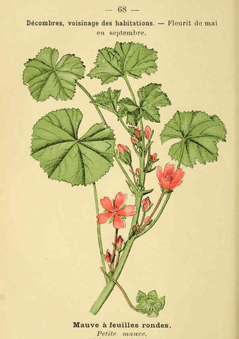 Reproducción/Reproduction 6022009461: Atlas de poche des plantes des champs, des prairies et des bois Paris :P. Klincksieck,[1894] 