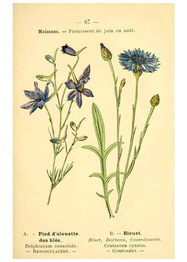 Reproducción/Reproduction 6022565928: Atlas de poche des plantes des champs, des prairies et des bois Paris :P. Klincksieck,[1894] 