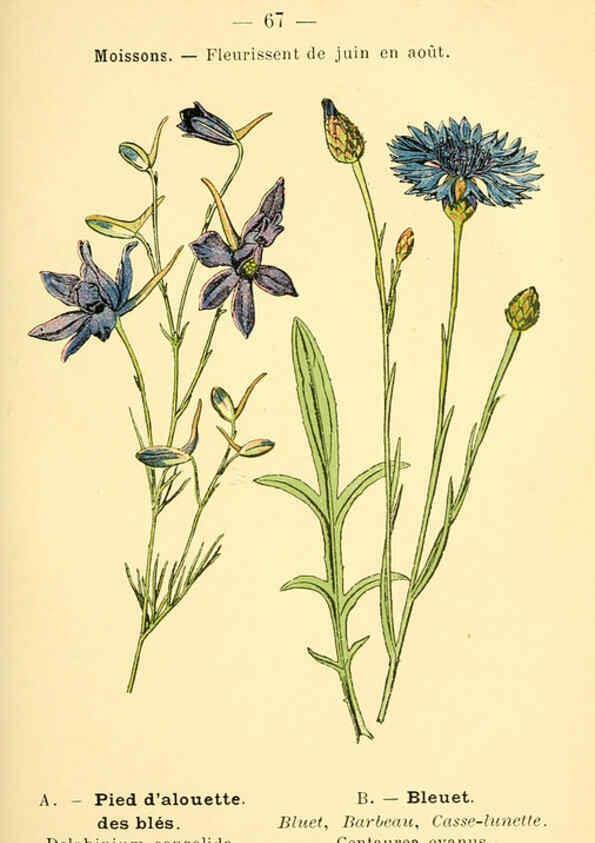 Reproducción/Reproduction 6022565928: Atlas de poche des plantes des champs, des prairies et des bois Paris :P. Klincksieck,[1894] 
