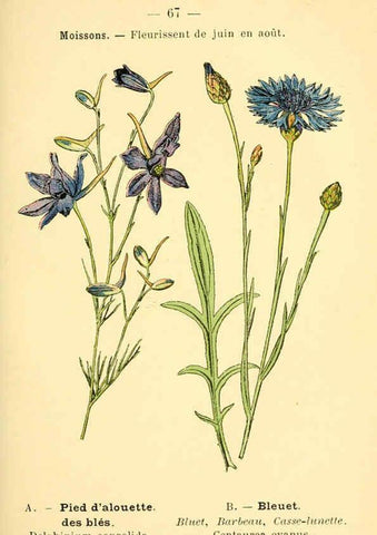 Reproducción/Reproduction 6022565928: Atlas de poche des plantes des champs, des prairies et des bois Paris :P. Klincksieck,[1894] 