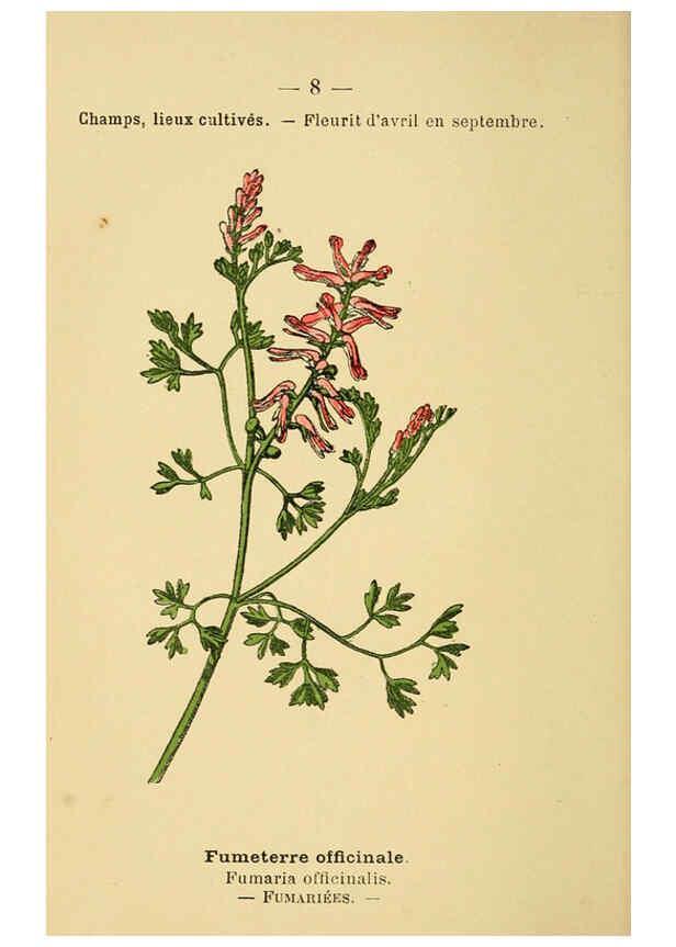 Reproducción/Reproduction 6022544894: Atlas de poche des plantes des champs, des prairies et des bois Paris :P. Klincksieck,[1894] 