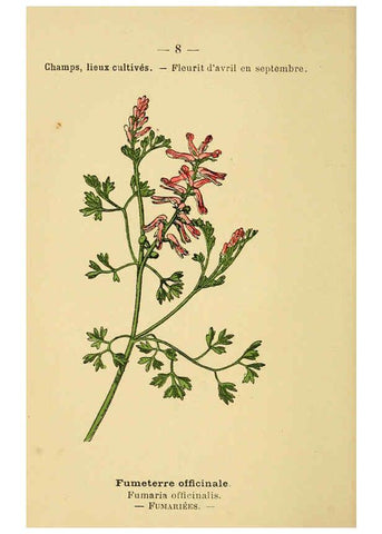 Reproducción/Reproduction 6022544894: Atlas de poche des plantes des champs, des prairies et des bois Paris :P. Klincksieck,[1894] 