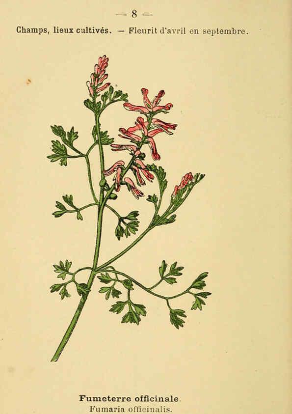 Reproducción/Reproduction 6022544894: Atlas de poche des plantes des champs, des prairies et des bois Paris :P. Klincksieck,[1894] 