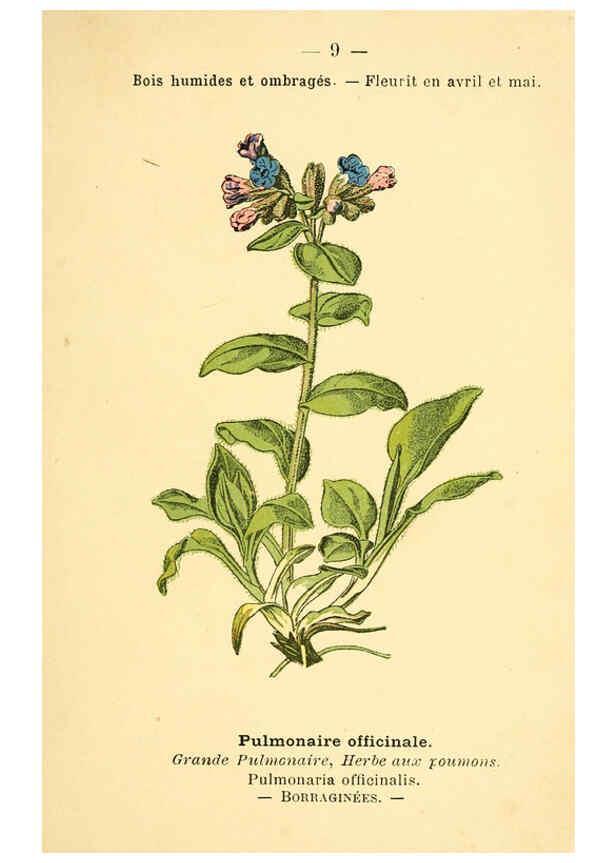 Reproducción/Reproduction 6022545276: Atlas de poche des plantes des champs, des prairies et des bois Paris :P. Klincksieck,[1894] 
