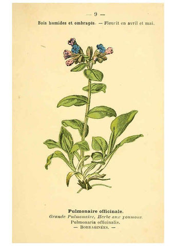 Reproducción/Reproduction 6022545276: Atlas de poche des plantes des champs, des prairies et des bois Paris :P. Klincksieck,[1894] 