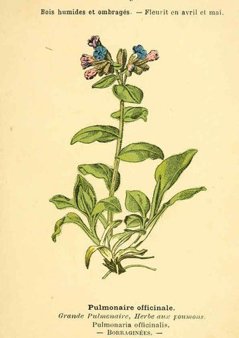 Reproducción/Reproduction 6022545276: Atlas de poche des plantes des champs, des prairies et des bois Paris :P. Klincksieck,[1894] 