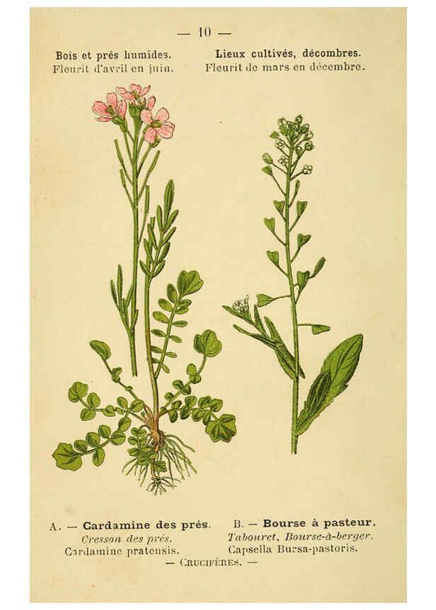 Reproducción/Reproduction 6021988449: Atlas de poche des plantes des champs, des prairies et des bois Paris :P. Klincksieck,[1894] 