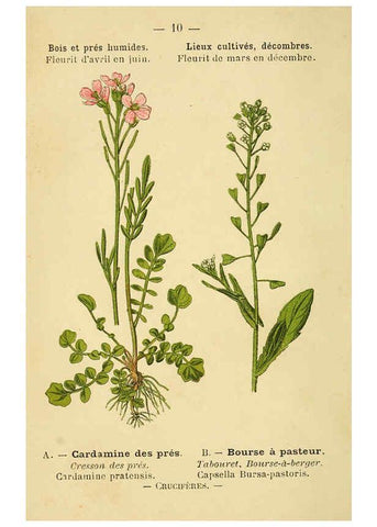 Reproducción/Reproduction 6021988449: Atlas de poche des plantes des champs, des prairies et des bois Paris :P. Klincksieck,[1894] 