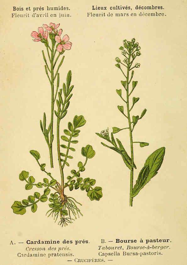 Reproducción/Reproduction 6021988449: Atlas de poche des plantes des champs, des prairies et des bois Paris :P. Klincksieck,[1894] 