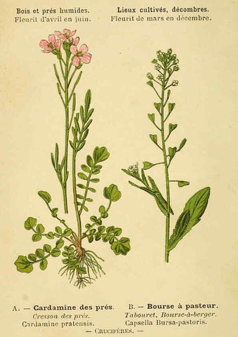 Reproducción/Reproduction 6021988449: Atlas de poche des plantes des champs, des prairies et des bois Paris :P. Klincksieck,[1894] 