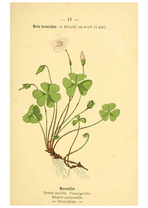 Reproducción/Reproduction 6022545902: Atlas de poche des plantes des champs, des prairies et des bois Paris :P. Klincksieck,[1894] 