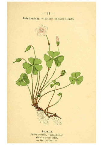 Reproducción/Reproduction 6022545902: Atlas de poche des plantes des champs, des prairies et des bois Paris :P. Klincksieck,[1894] 