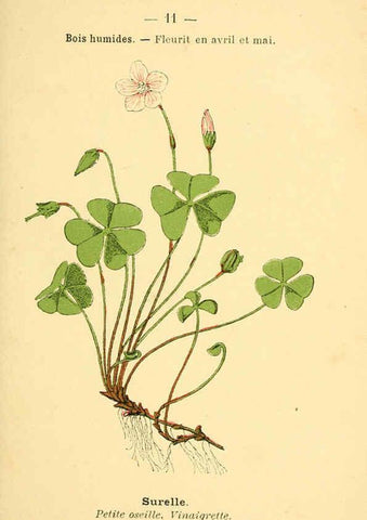 Reproducción/Reproduction 6022545902: Atlas de poche des plantes des champs, des prairies et des bois Paris :P. Klincksieck,[1894] 