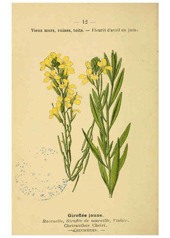 Reproducción/Reproduction 6021989105: Atlas de poche des plantes des champs, des prairies et des bois Paris :P. Klincksieck,[1894] 