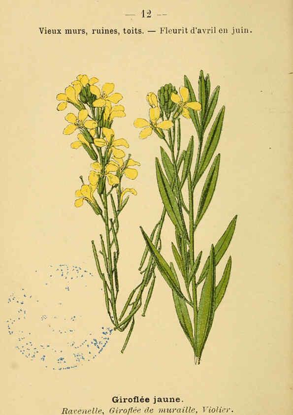 Reproducción/Reproduction 6021989105: Atlas de poche des plantes des champs, des prairies et des bois Paris :P. Klincksieck,[1894] 