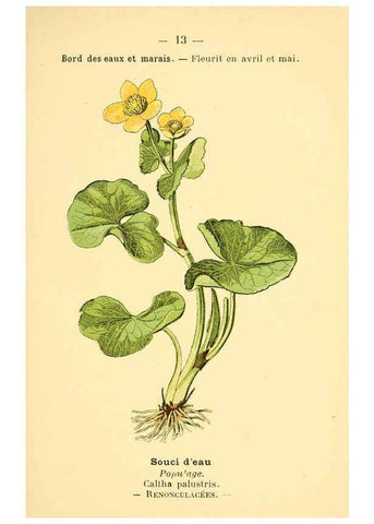 Reproducción/Reproduction 6021989439: Atlas de poche des plantes des champs, des prairies et des bois Paris :P. Klincksieck,[1894] 