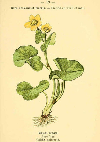 Reproducción/Reproduction 6021989439: Atlas de poche des plantes des champs, des prairies et des bois Paris :P. Klincksieck,[1894] 