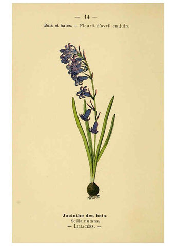 Reproducción/Reproduction 6022546848: Atlas de poche des plantes des champs, des prairies et des bois Paris :P. Klincksieck,[1894] 