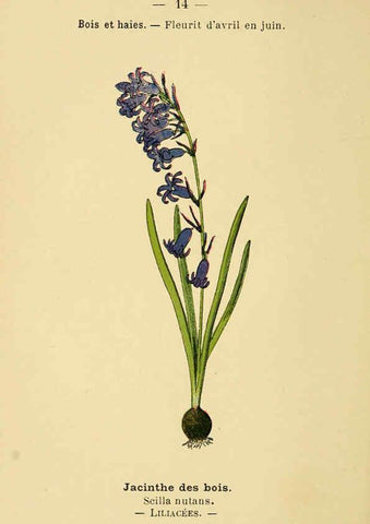 Reproducción/Reproduction 6022546848: Atlas de poche des plantes des champs, des prairies et des bois Paris :P. Klincksieck,[1894] 