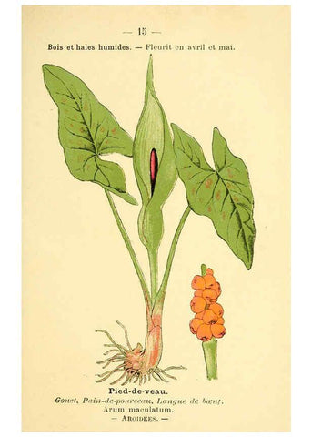 Reproducción/Reproduction 6022547130: Atlas de poche des plantes des champs, des prairies et des bois Paris :P. Klincksieck,[1894] 
