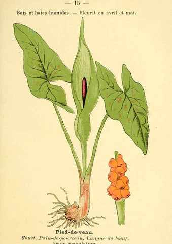 Reproducción/Reproduction 6022547130: Atlas de poche des plantes des champs, des prairies et des bois Paris :P. Klincksieck,[1894] 