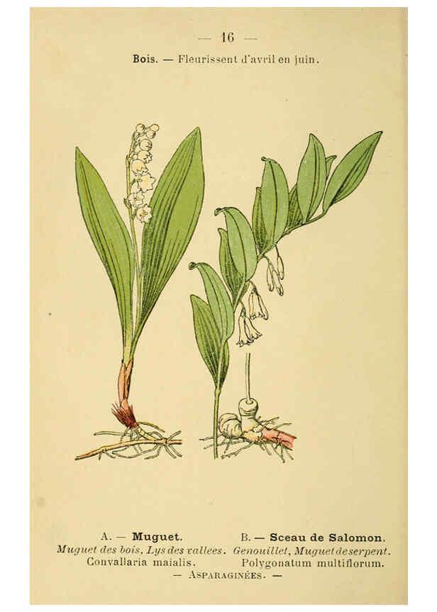 Reproducción/Reproduction 6022547424: Atlas de poche des plantes des champs, des prairies et des bois Paris :P. Klincksieck,[1894] 