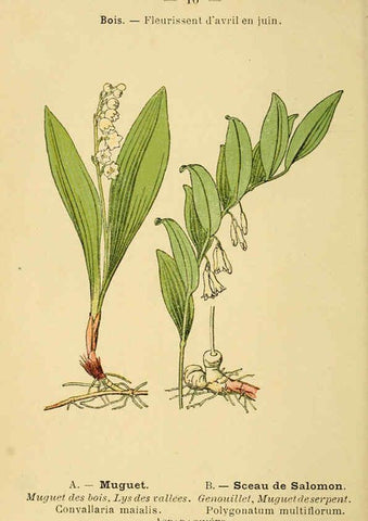 Reproducción/Reproduction 6022547424: Atlas de poche des plantes des champs, des prairies et des bois Paris :P. Klincksieck,[1894] 