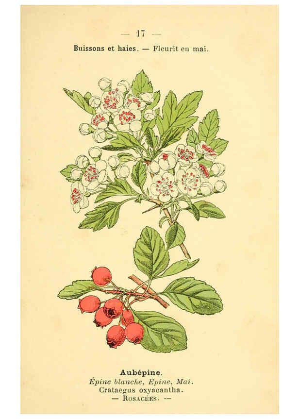 Reproducción/Reproduction 6022548008: Atlas de poche des plantes des champs, des prairies et des bois Paris :P. Klincksieck,[1894] 