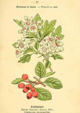 Reproducción/Reproduction 6022548008: Atlas de poche des plantes des champs, des prairies et des bois Paris :P. Klincksieck,[1894] 