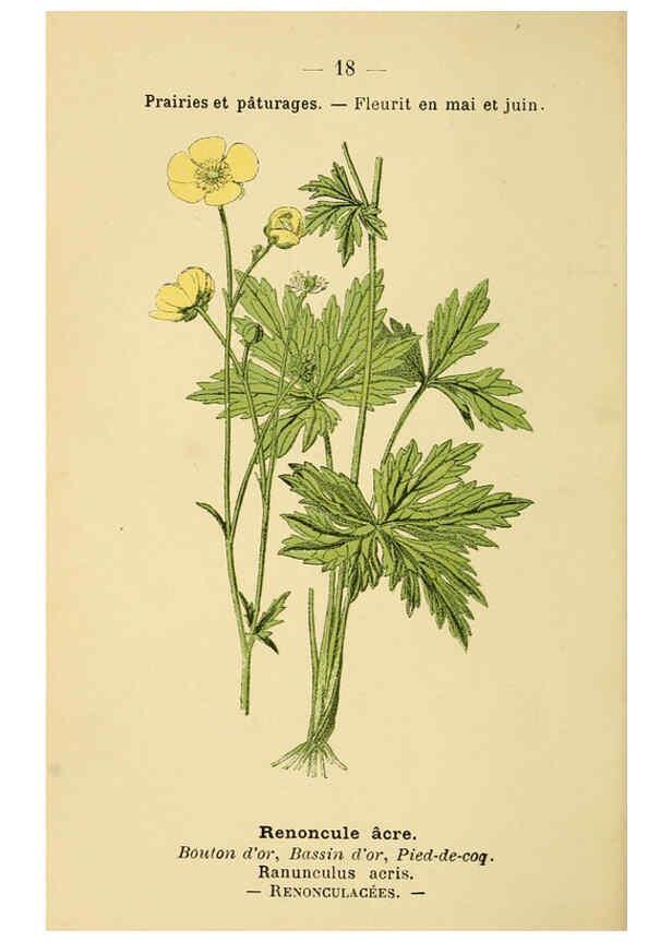 Reproducción/Reproduction 6022548380: Atlas de poche des plantes des champs, des prairies et des bois Paris :P. Klincksieck,[1894] 