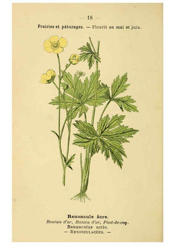 Reproducción/Reproduction 6022548380: Atlas de poche des plantes des champs, des prairies et des bois Paris :P. Klincksieck,[1894] 