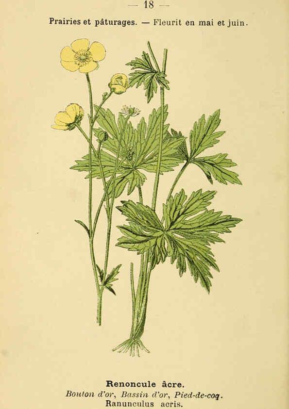 Reproducción/Reproduction 6022548380: Atlas de poche des plantes des champs, des prairies et des bois Paris :P. Klincksieck,[1894] 