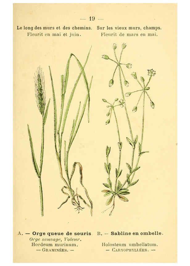 Reproducción/Reproduction 6021991795: Atlas de poche des plantes des champs, des prairies et des bois Paris :P. Klincksieck,[1894] 