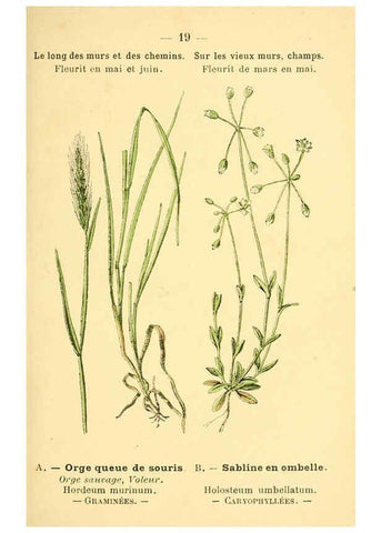 Reproducción/Reproduction 6021991795: Atlas de poche des plantes des champs, des prairies et des bois Paris :P. Klincksieck,[1894] 