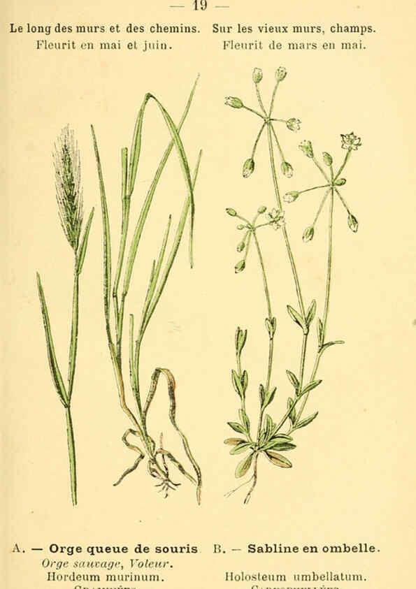 Reproducción/Reproduction 6021991795: Atlas de poche des plantes des champs, des prairies et des bois Paris :P. Klincksieck,[1894] 