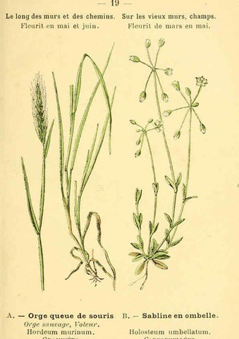 Reproducción/Reproduction 6021991795: Atlas de poche des plantes des champs, des prairies et des bois Paris :P. Klincksieck,[1894] 
