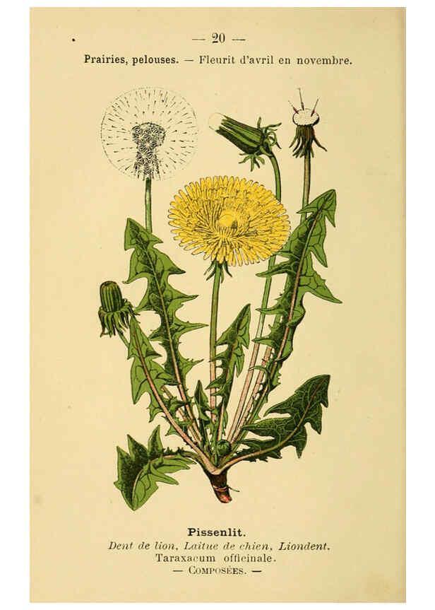 Reproducción/Reproduction 6022549110: Atlas de poche des plantes des champs, des prairies et des bois Paris :P. Klincksieck,[1894] 