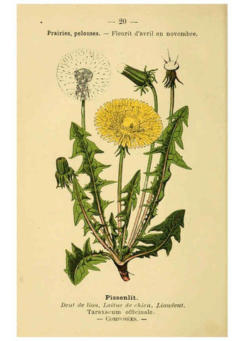 Reproducción/Reproduction 6022549110: Atlas de poche des plantes des champs, des prairies et des bois Paris :P. Klincksieck,[1894] 