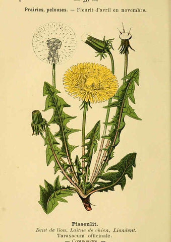 Reproducción/Reproduction 6022549110: Atlas de poche des plantes des champs, des prairies et des bois Paris :P. Klincksieck,[1894] 