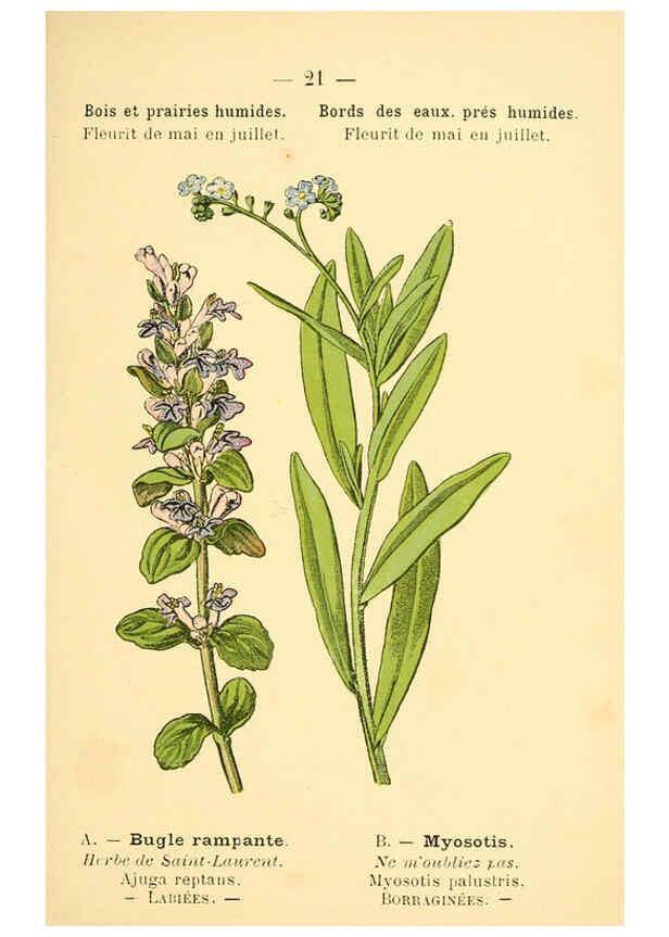 Reproducción/Reproduction 6021992607: Atlas de poche des plantes des champs, des prairies et des bois Paris :P. Klincksieck,[1894] 