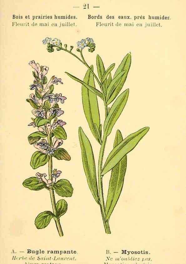 Reproducción/Reproduction 6021992607: Atlas de poche des plantes des champs, des prairies et des bois Paris :P. Klincksieck,[1894] 