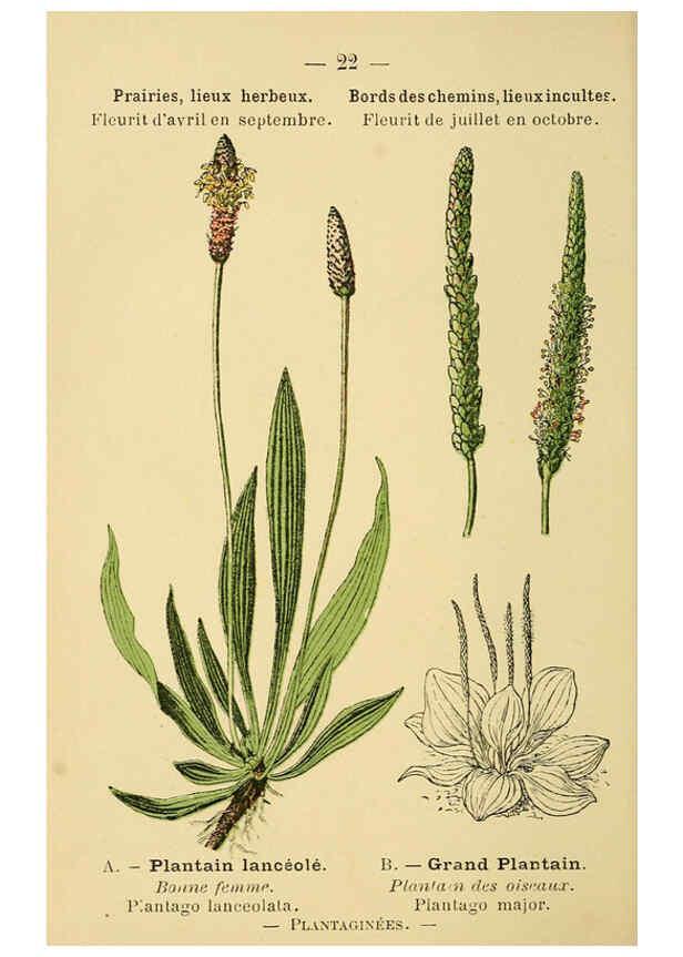Reproducción/Reproduction 6021992875: Atlas de poche des plantes des champs, des prairies et des bois Paris :P. Klincksieck,[1894] 