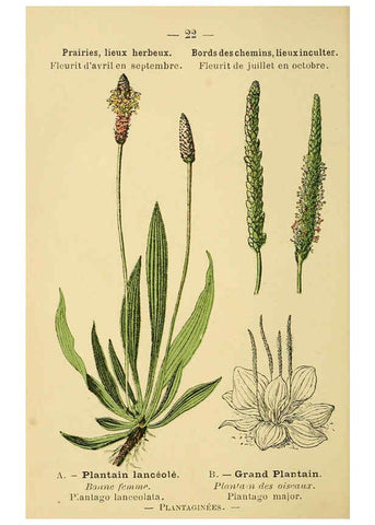 Reproducción/Reproduction 6021992875: Atlas de poche des plantes des champs, des prairies et des bois Paris :P. Klincksieck,[1894] 
