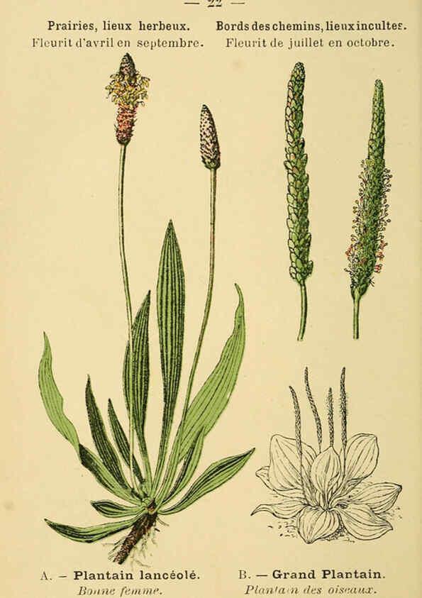 Reproducción/Reproduction 6021992875: Atlas de poche des plantes des champs, des prairies et des bois Paris :P. Klincksieck,[1894] 