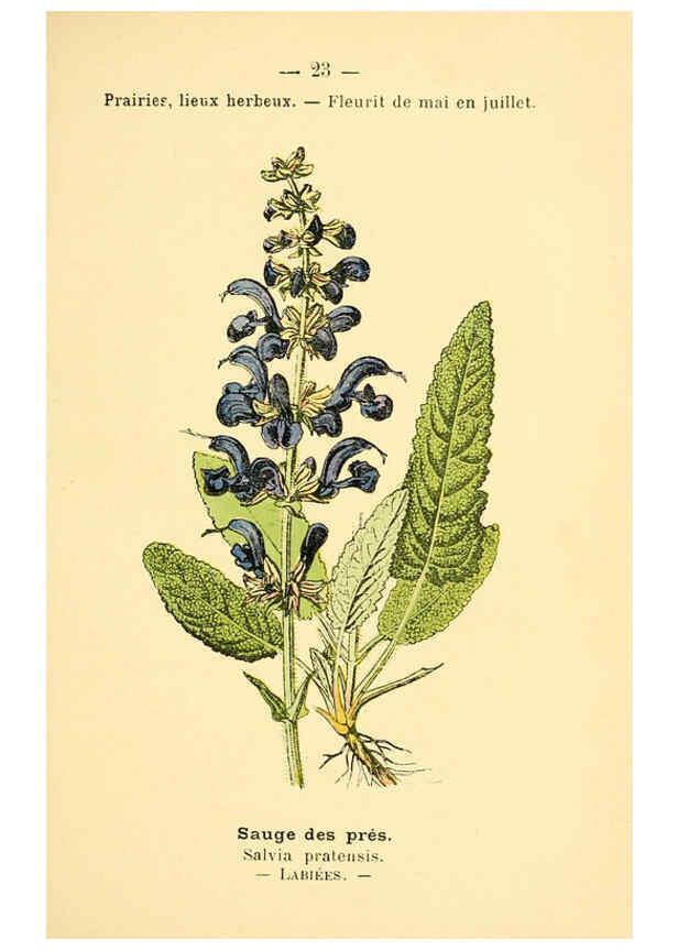 Reproducción/Reproduction 6021993267: Atlas de poche des plantes des champs, des prairies et des bois Paris :P. Klincksieck,[1894] 